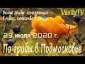 🌳По грибы в Подмосковье 23 июля 2020 г🌳Белые грибы: конкуренция в плюс, качество в минус