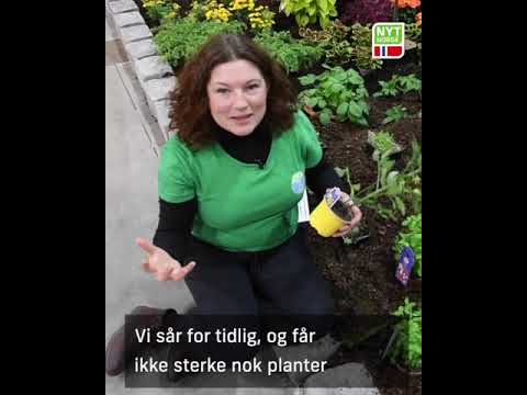 Video: Druk grønnkålplanter i hagen din