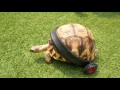 Disabled Tortoise Given A Second Chance To Walk Again! AnimalBytesTV