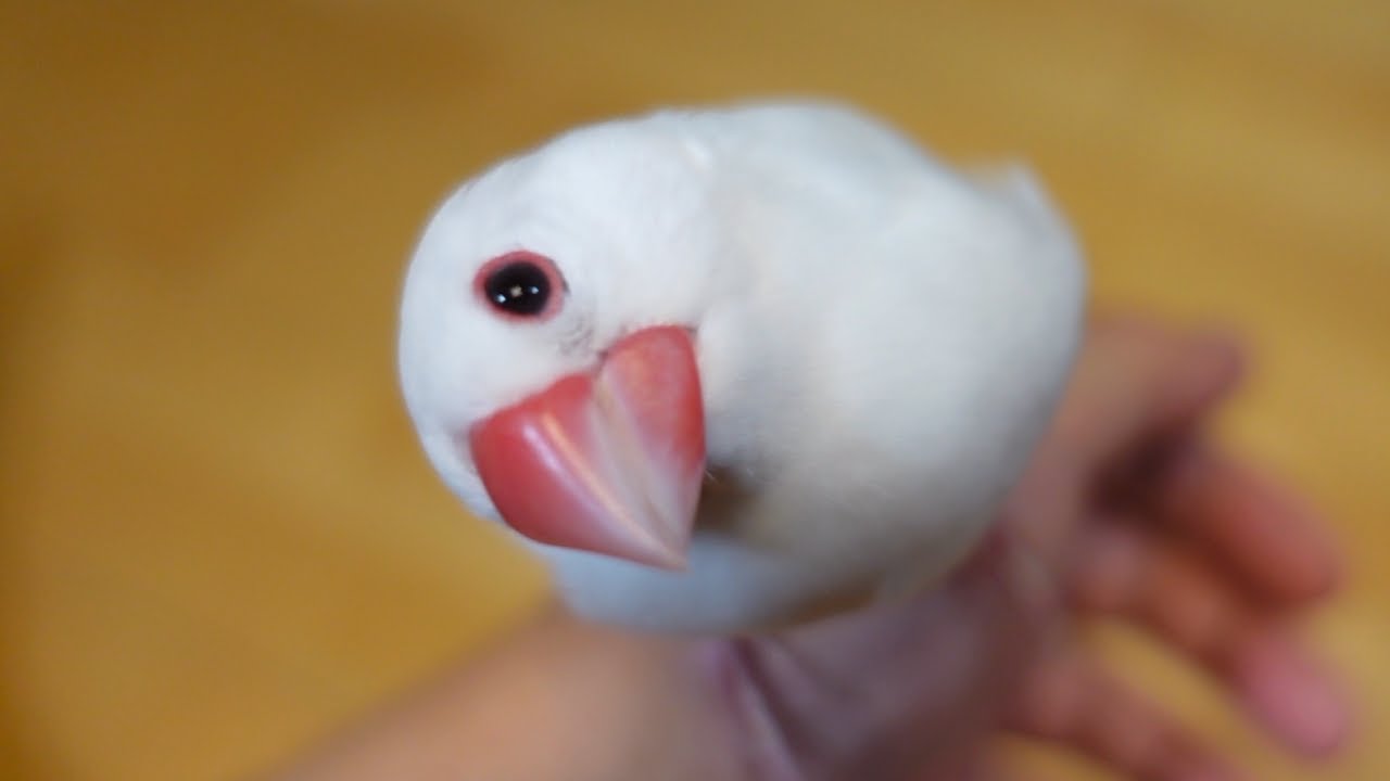 文鳥はあざとかわいいペットです Youtube