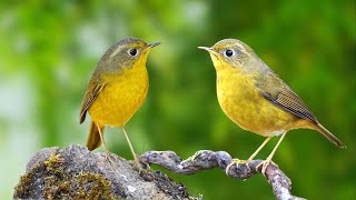 Bird Sound  Natural Sounds for Relaxation and Deep Sleep  Good for health and nervous system