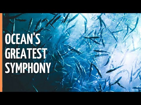 Symphony of life: Underwater world of Australia