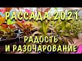 РАЗОЧАРОВАНИЕ СЕЗОНА! ПЯТНИСТАЯ ПЕТУНИЯ и не только. Обзор РАССАДЫ 2021. Советы и наглядный пример