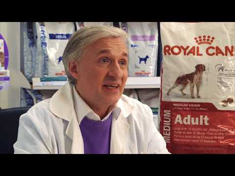 Royal Canin Medium Adult