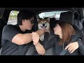 彼女と同棲して離ればなれになった愛犬と久しぶりに会ってたくさん遊びました