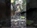 The dik dik  tiny savannah marvel  shorts learning animals facts dikdiktiny savannahmini