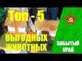 ТОП 5 САМЫХ ВЫГОДНЫХ ЖИВОТНЫХ ДЛЯ ЛПХ// Переезд в деревню