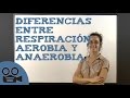 Diferencias entre respiración aerobia y anaerobia