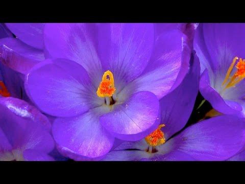 Video: Krokusse Im Topf (38 Fotos): Was Tun, Wenn Der Krokus Auf Dem Balkon Gefroren Ist? Eine Indoor-Blume Zu Hause Auf Einer Fensterbank Anbauen. Welche Beleuchtung Soll Es Sein?