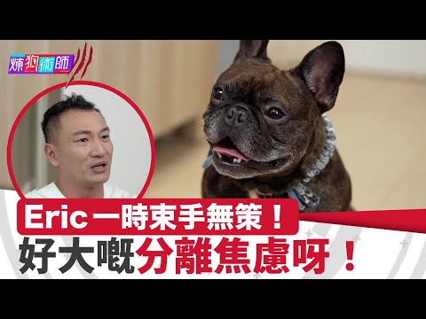 屈臣氏 Wats Petmacy 寵物藥妝呈獻：煉狗術師III｜EP16 Part2｜Eric一時束手無策！好大嘅分離焦慮呀！｜Eric Ko｜鄺芷凡｜柴犬｜HOY｜HOYTV