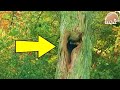 Um homem ouviu um som estranho vindo de dentro dessa árvore e encontrou algo surreal