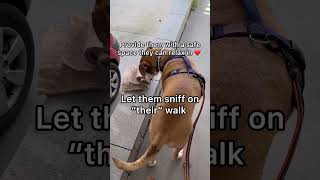 Love Your Dog 4 Ways To Show Affection