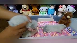 Manual Milk Feeding for Kittens by Happy Cats PH 1,216 views 3 years ago 18 minutes