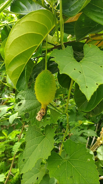 Bitter gourd😍😍#bittergourd#shorts#feed#feedshorts#youtubeshorts#shortvideo#shortsyoutube#short#yt#yt