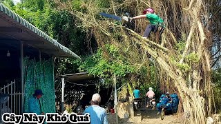 Cưa Cây Xanh Siêu Khủng Ngã Ngang Đường / Giant Green Tree Sawn Down Across the Road | P221