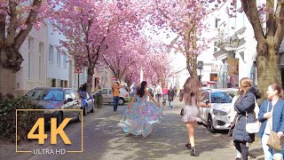 Bonn, Germany | 4K | Spring | City Tour | Cherry Blossom | Altstadt, Deutschland | Street Walk 2022