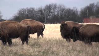 Bison Timelapse