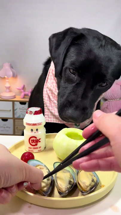 Download lagu Cheap vs Expensive Dog Food Which is Better for Your Pet's Health