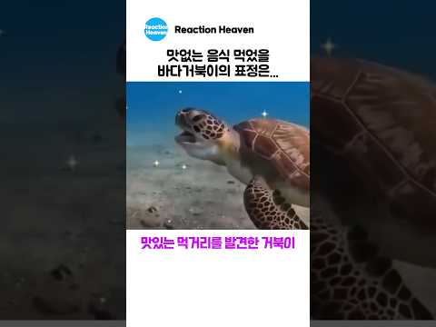 맛없는 음식 먹었을 바다거북이의 표정은... thumbnail