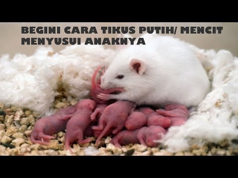 Begini Cara Tikus Putih / Mencit ( Mus Musculus ) Menyusui Anaknya Begini Cara Tikus Putih / Mencit ( Mus Musculus ) Menyusui Anaknya