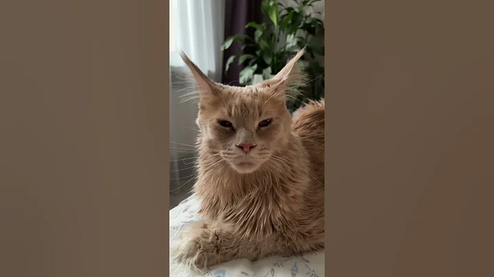 Video 11509291: mainecoon cat funnycat