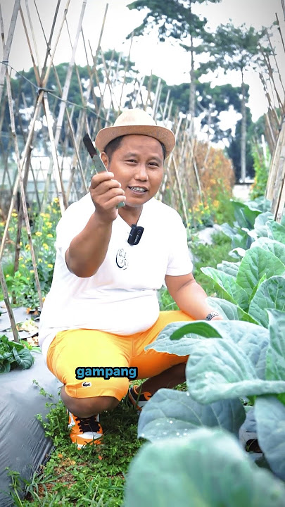 DO YOU LIKE EATING KAILAN??? THIS IS THE TREE #shorts #kale #landowner #kailan