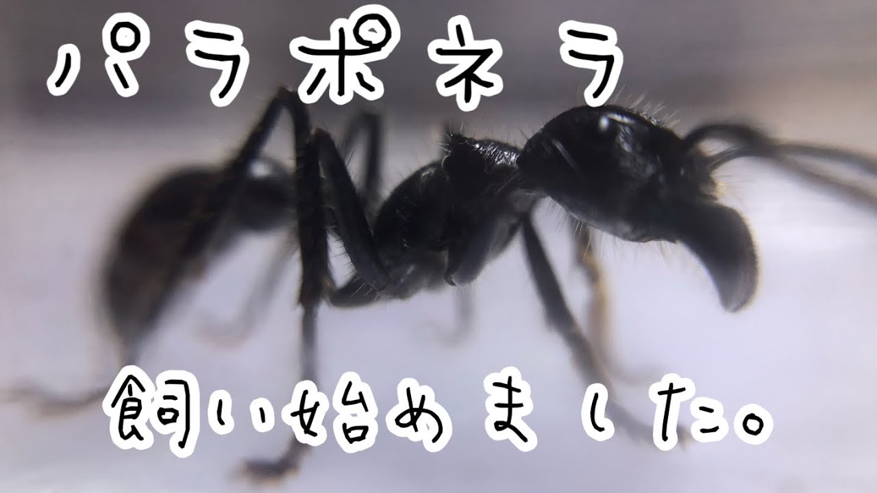 パラポネラ飼い始めました パラポネラ飼育日記その1 Paraponera Clavata Vlog Introduction Of Keeping Bullet Ant Youtube