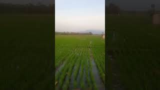Pola Tanam Jajar Legowo Mampu menghasilkan Padi yang maksimal dengan bulir yang berisi sinar cukup