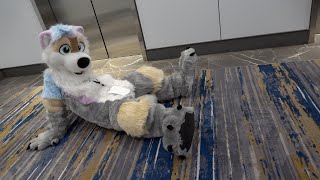 ともニャンФωФ Anthro Northwest 8 (2026) - Opening Ceremony and Convention