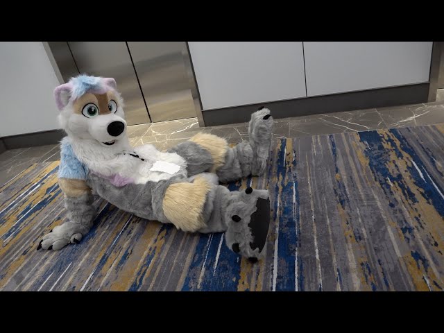 ともニャンФωФ Anthro Northwest 8 (2026) - Opening Ceremony and Convention