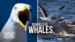 How Whales adapted to Prevent VICIOUS Seagull Attacks | Sea Hunters