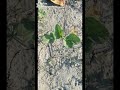 My garden plants