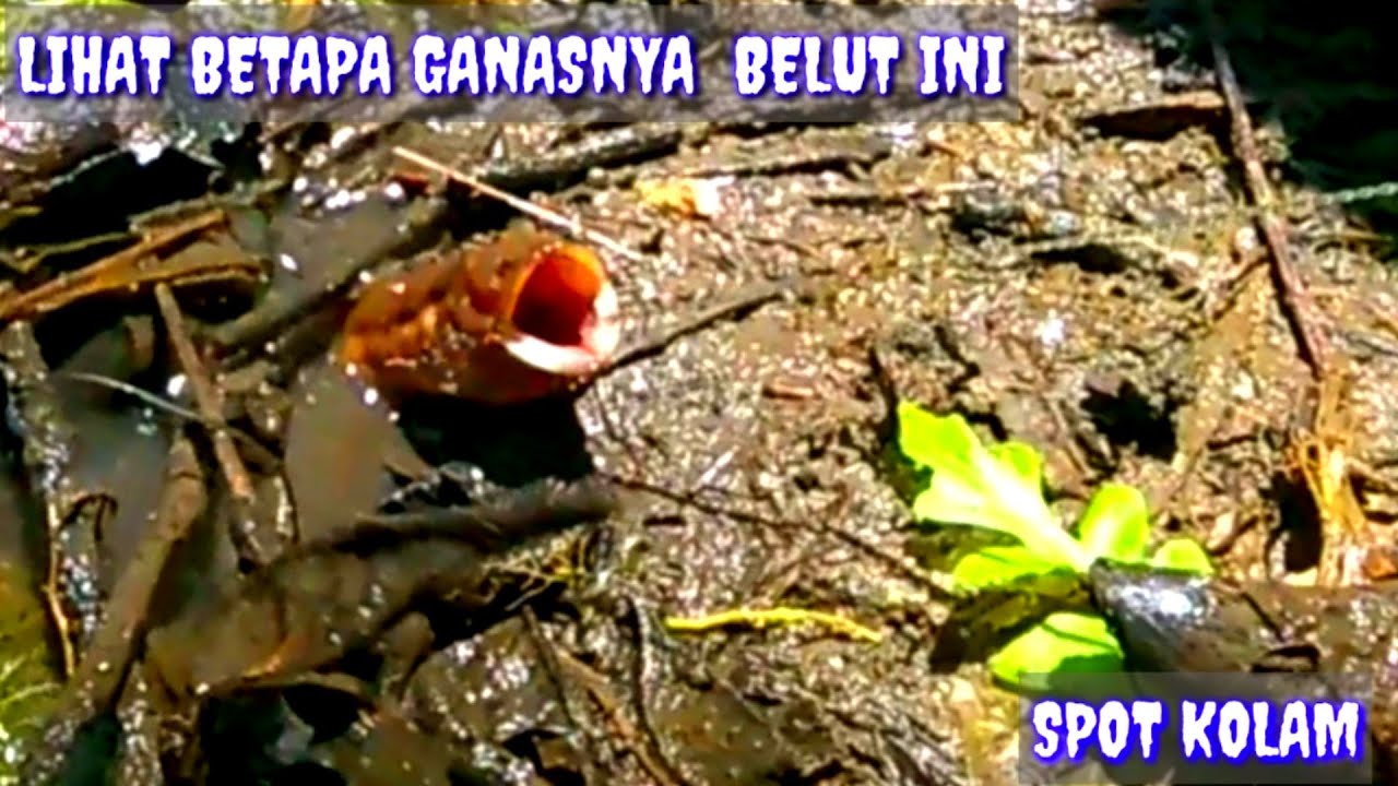 Mancing belut besar spot kolam cilacap jateng || super large big eel fishing