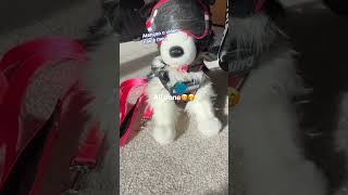 arrumando o borde collie