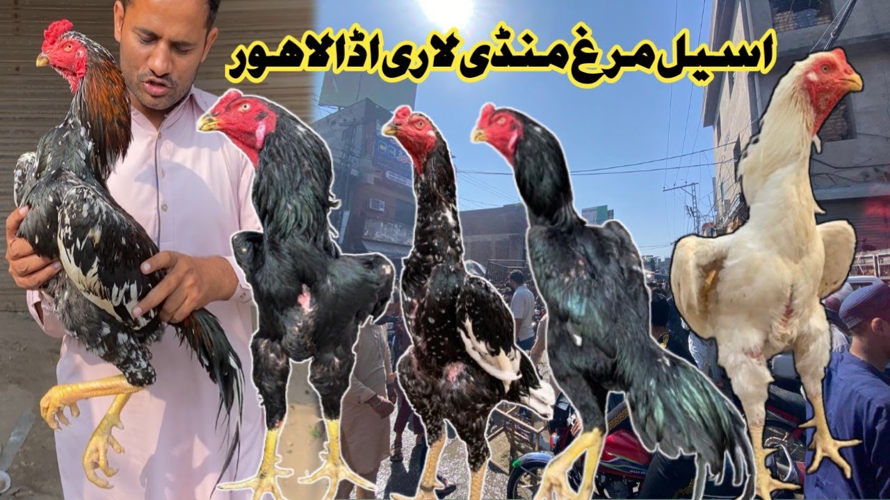 ||SUNDAY ASEEL MURGH MANDI LAHORE||WHITE SHAMO||SHAMO ASEEL|| #aseelmandi #murga  @AzeemJimmy-gc3wf 