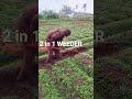 2 in 1 HAND WEEDER RS 650 750 850 900 1000 1100 1250 9787672239 MELUR MADURAI D TN🇮🇳