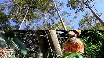 Precision Tree Felling Split Image Cut & Fell 1080 Video