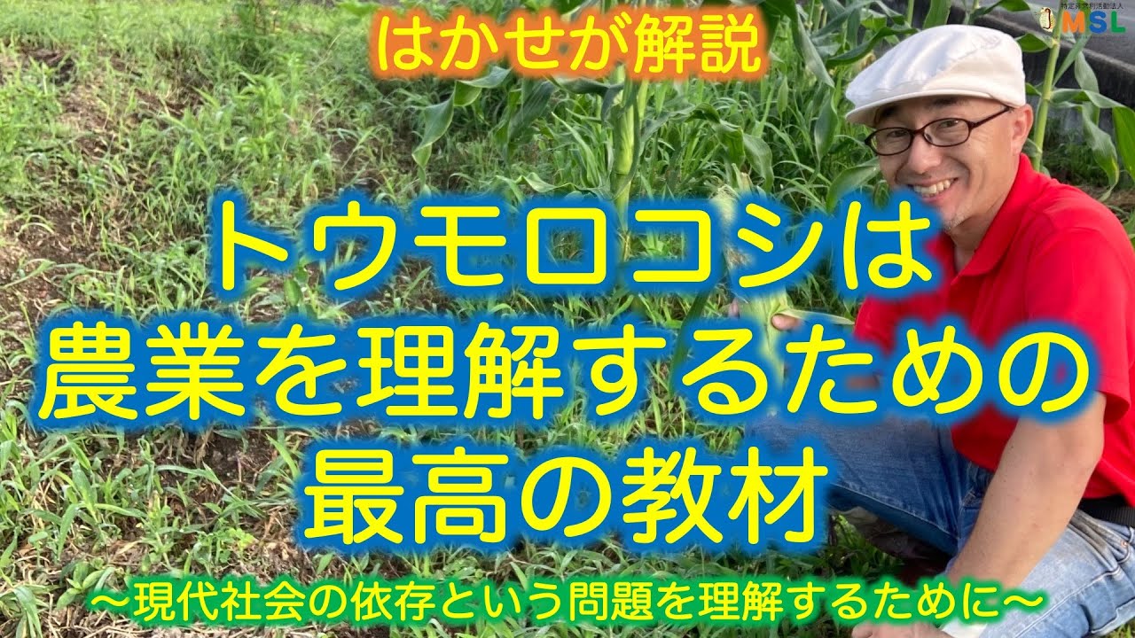 はかせが解説「トウモロコシは農業を理解するための最高の教材」 - YouTube