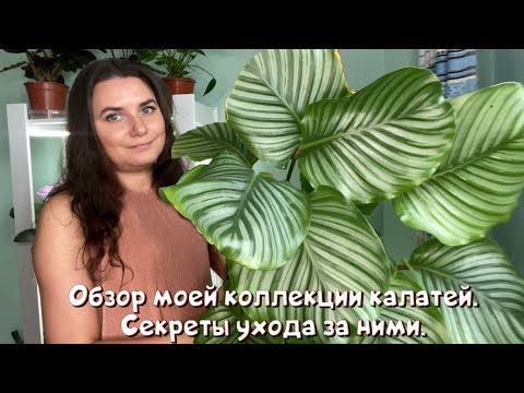 Обзор моей коллекции калатей, семейства марантовых. Секреты ухода за ними.