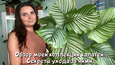 Обзор моей коллекции калатей, семейства марантовых. Секреты ухода за ними.