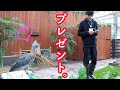 大好きな飼育員さんに、ごはんのお礼にワラをプレゼント!?【2020年総集編4】ハシビロコウのふたば、年末年始スペシャルイベント二日目2　Shoebill FUTABA 2020 Omnibus_4