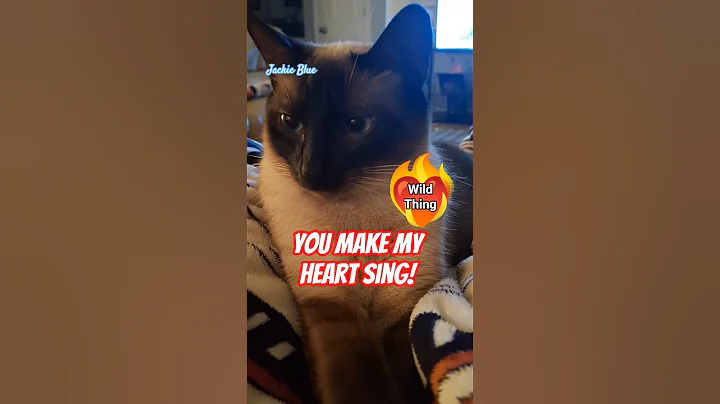 Video 11578971: siamese cat pets kitten, siamese catlover pets, siamese cats pets cute