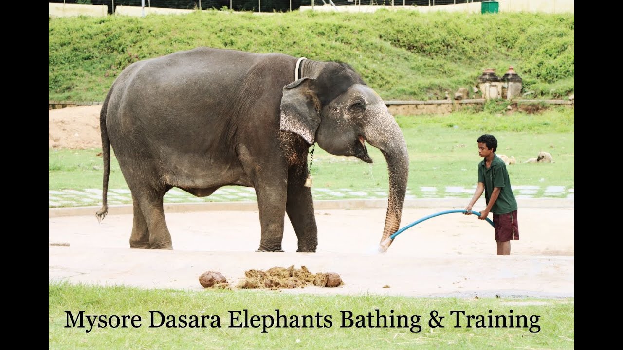 Mysore Dasara Elephants bathing & Training inside Mysore Palace | Mysore Dasara 2021