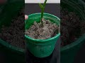 How To grow Jackfruit Tree From Cutting In A Banana#shorts