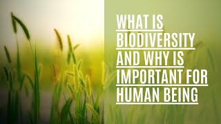 What is biodiversity and why is important for human being
