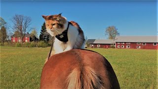 Maine Coon Cat & Horse | Friendship by The Explorer Cat 8,164 views 3 years ago 1 minute, 30 seconds