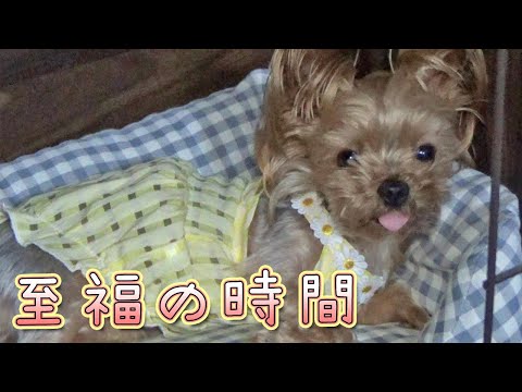【ヨークシャテリア】気持ち良さそうなので少しほっておこう【Yorkshire Terrier】