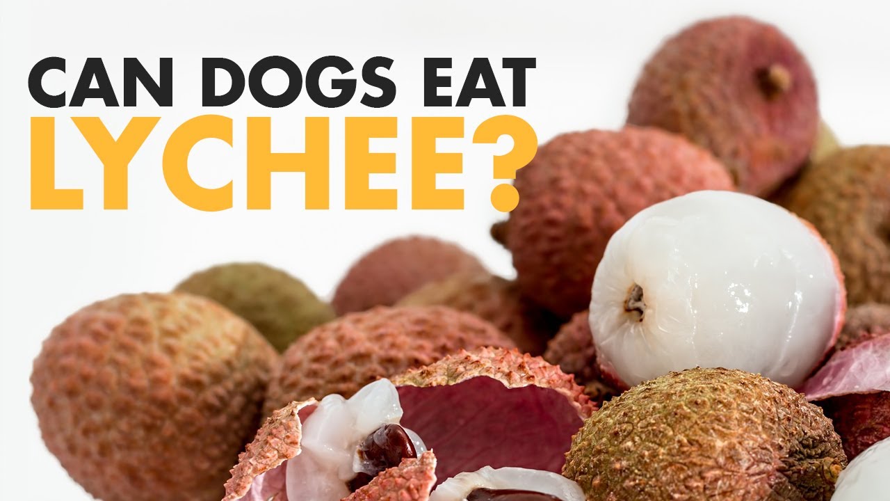 Are Lychee Bad For Dogs?