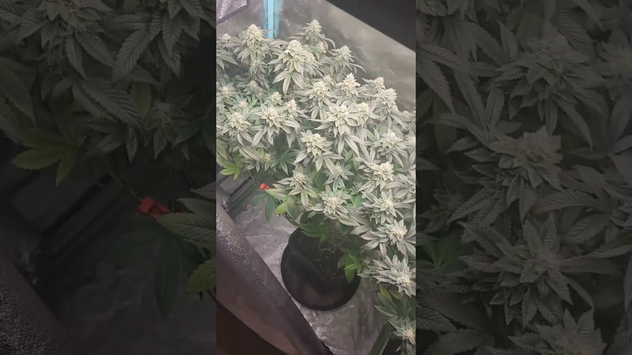 ALL GAS GELATO WEEK 6 FLOWER