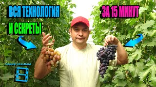 ВСЯ ТЕХНОЛОГИЯ ВЫРАЩИВАНИЯ ВИНОГРАДА В ОДНОМ РОЛИКЕ (ГОДОВОЙ ЦИКЛ). СЕВЕРНЫЙ ВИНОГРАДНИК 25-10